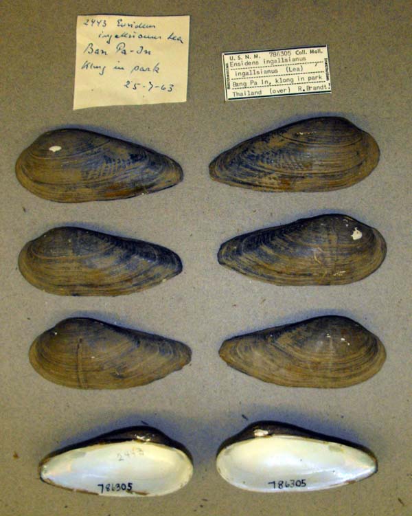 specimen