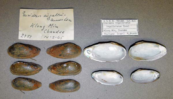 specimen
