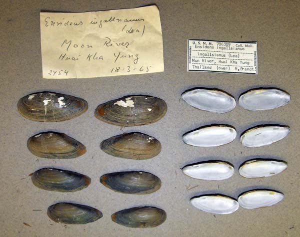 specimen