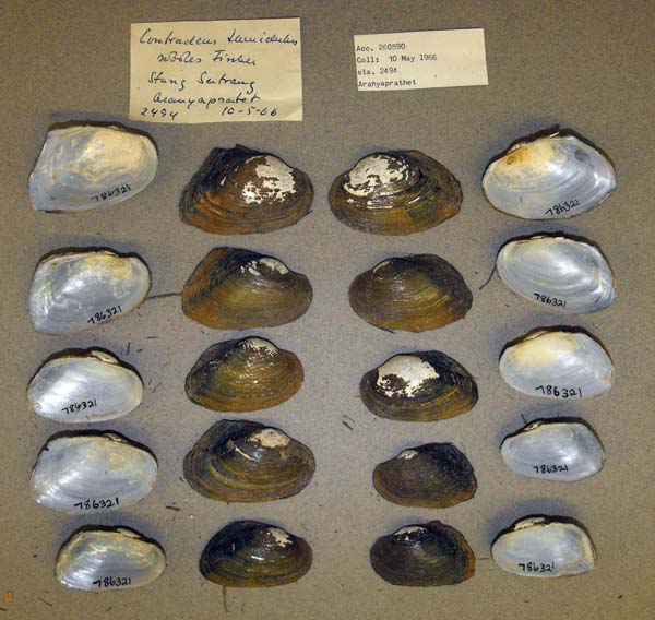 specimen