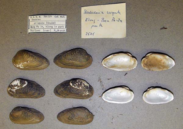 specimen