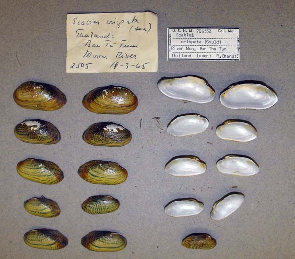 specimen