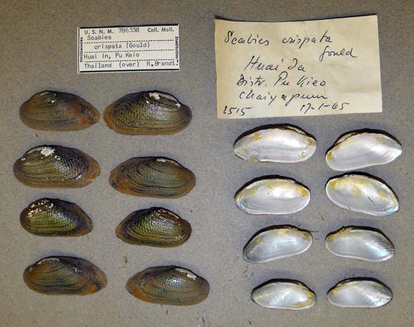 specimen