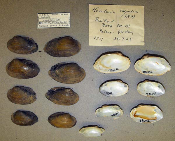 specimen
