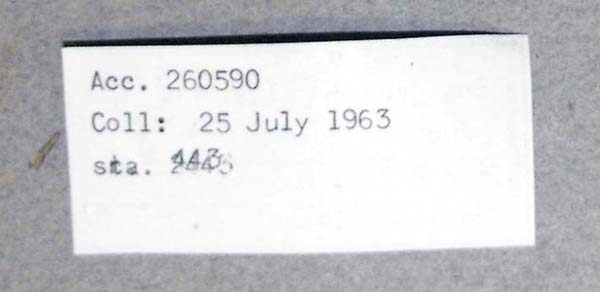 specimen