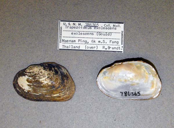 specimen