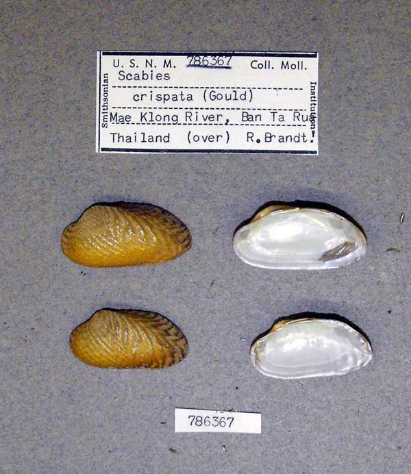 specimen