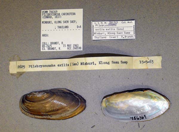 specimen