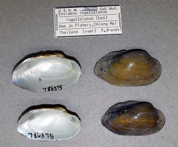 specimen