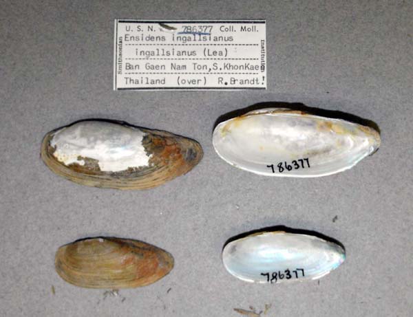 specimen