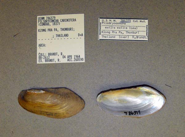 specimen