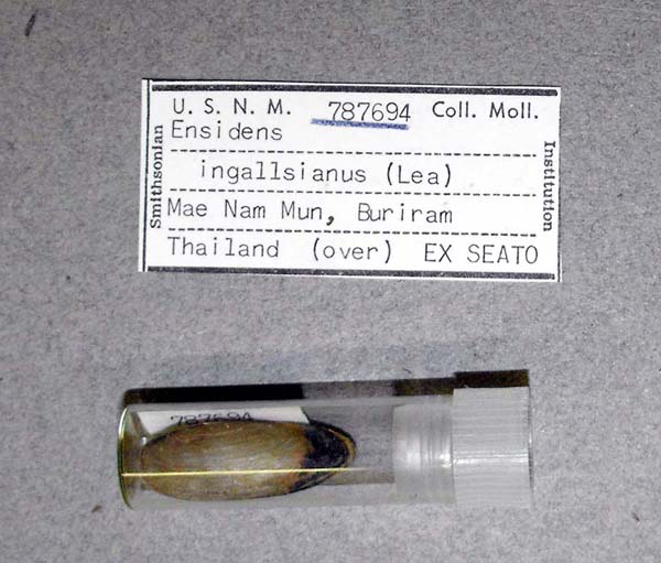 specimen