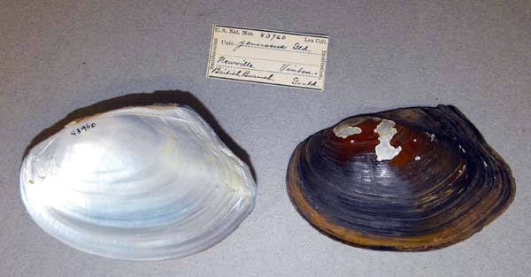 specimen