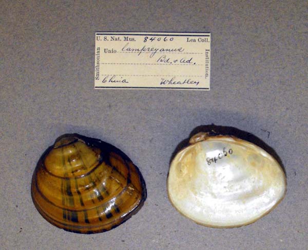 specimen