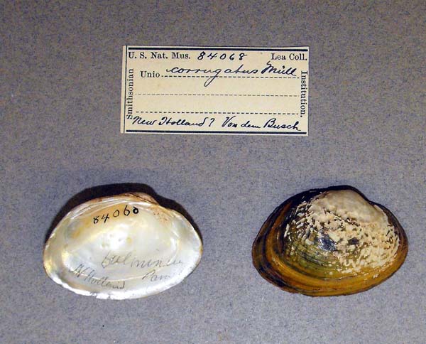 specimen