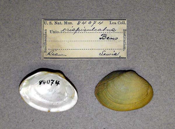 specimen