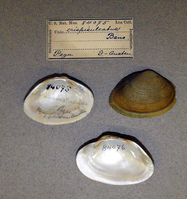 specimen
