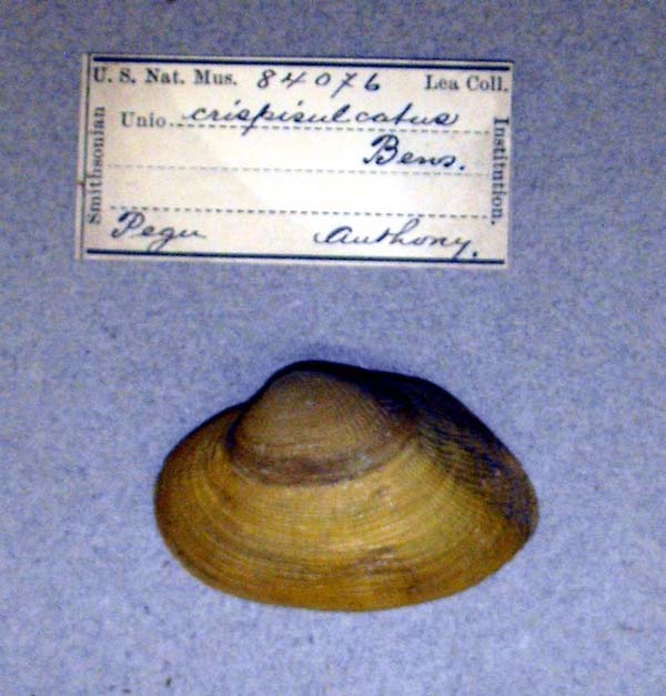 specimen
