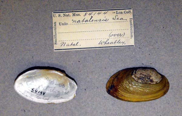 specimen