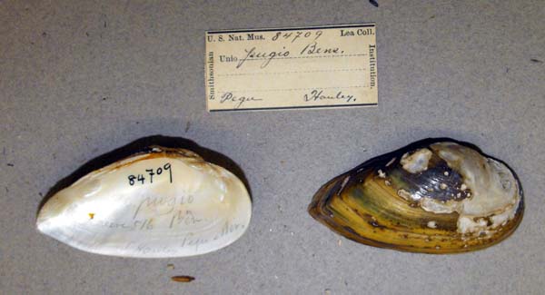specimen