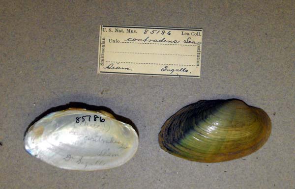 specimen