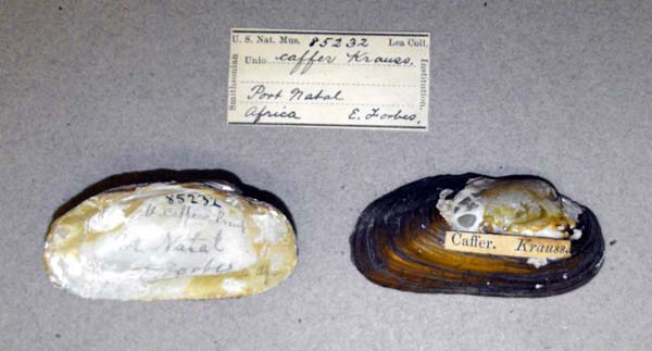 specimen