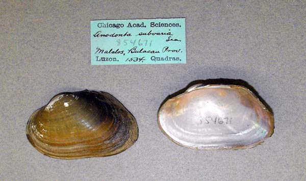 specimen