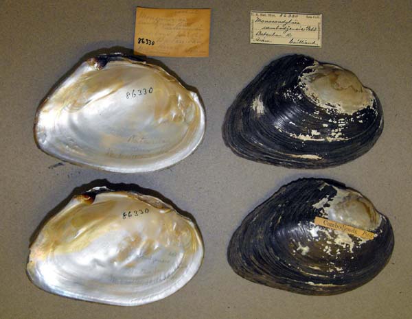 specimen