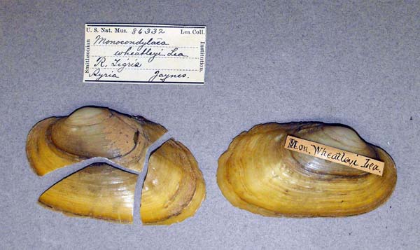 specimen