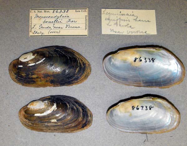specimen
