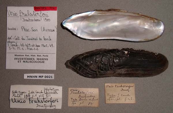 specimen