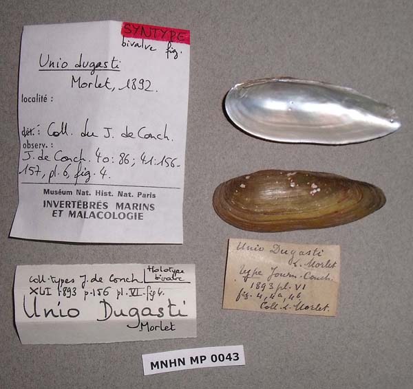 specimen