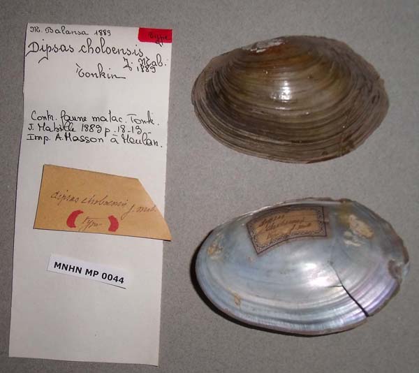 specimen