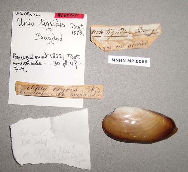 specimen