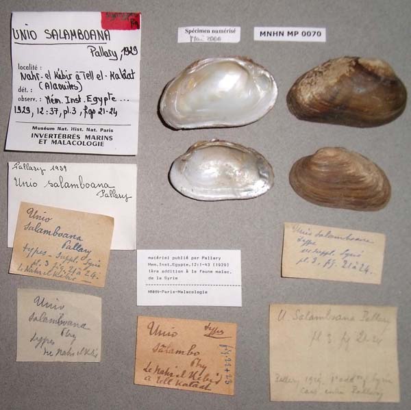 specimen