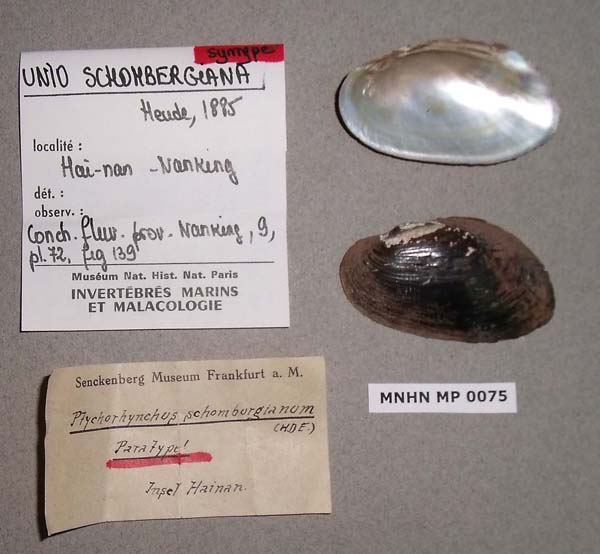 specimen