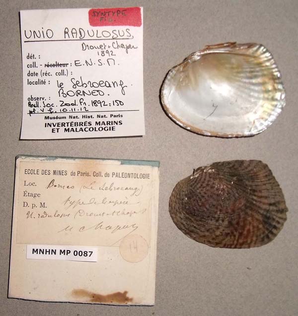 specimen
