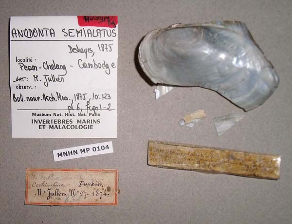 specimen
