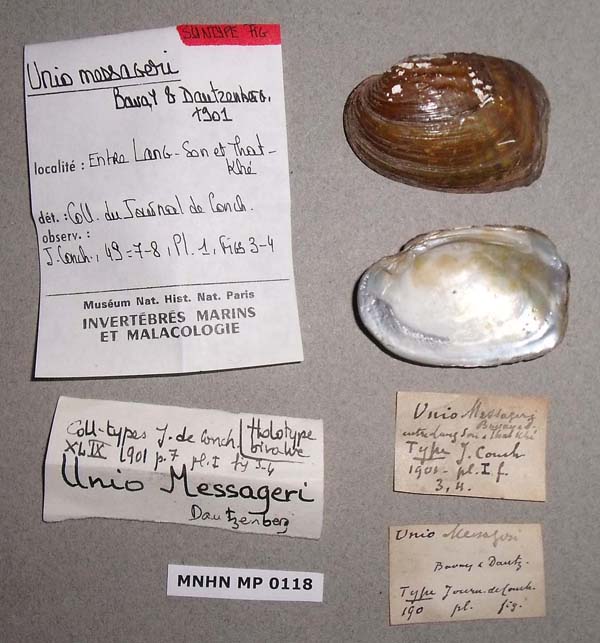 specimen