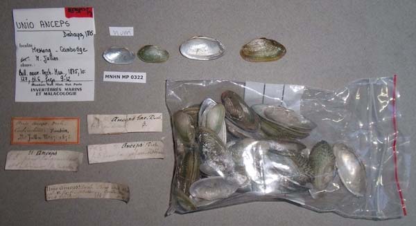 specimen