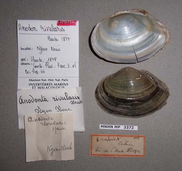 specimen