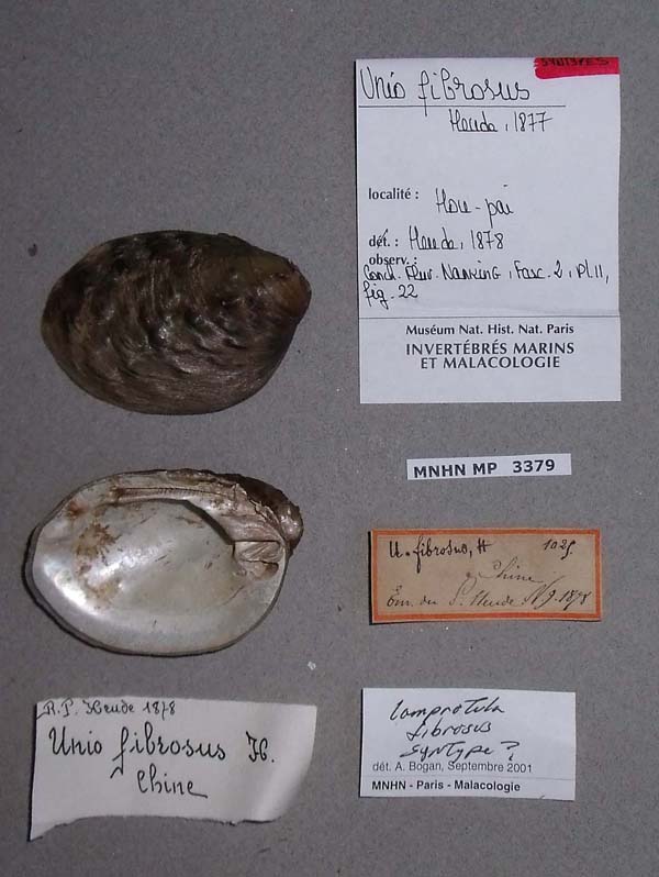 specimen