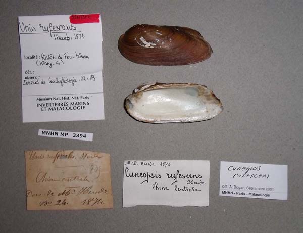 specimen