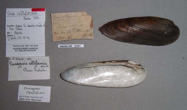 specimen
