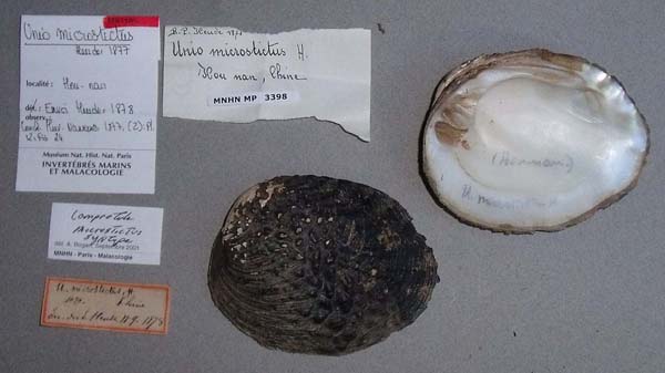 specimen