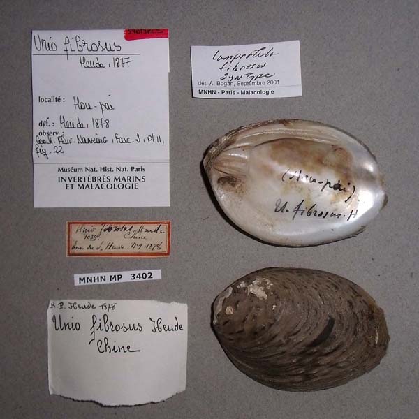 specimen