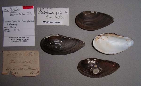 specimen