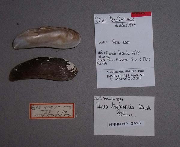specimen