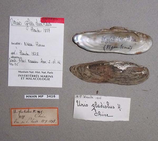 specimen