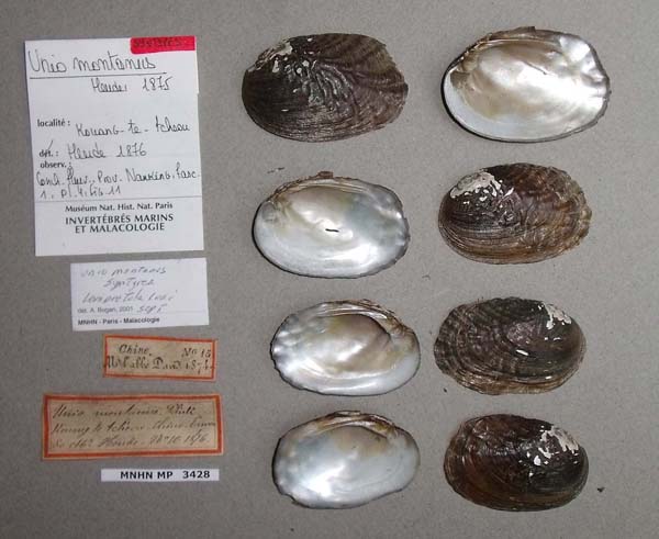 specimen
